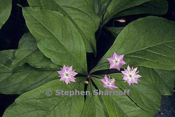 lysimachia ​latifolia 1 graphic